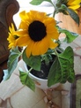 Galeria 017